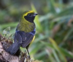 Masked Mountain Tanager
